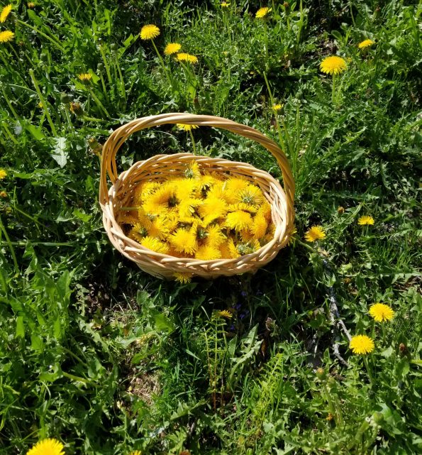 Pick Dandelions - Food Life Design